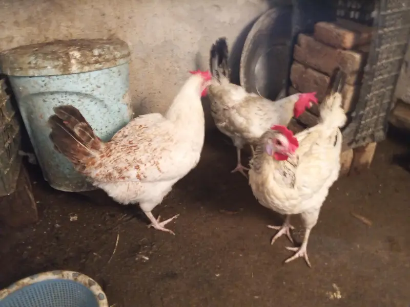 Hens for laying eggs for sale. — photo 8
