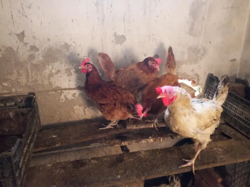 Hens for laying eggs for sale. — photo 9