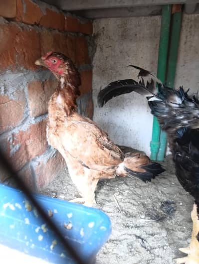 Aseel Hens Home Breed