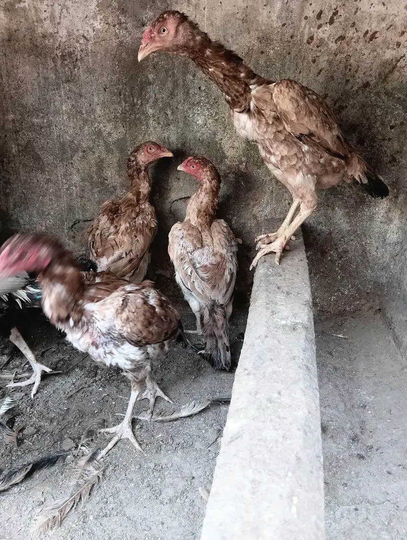 Aseel Hens Home Breed — photo 2