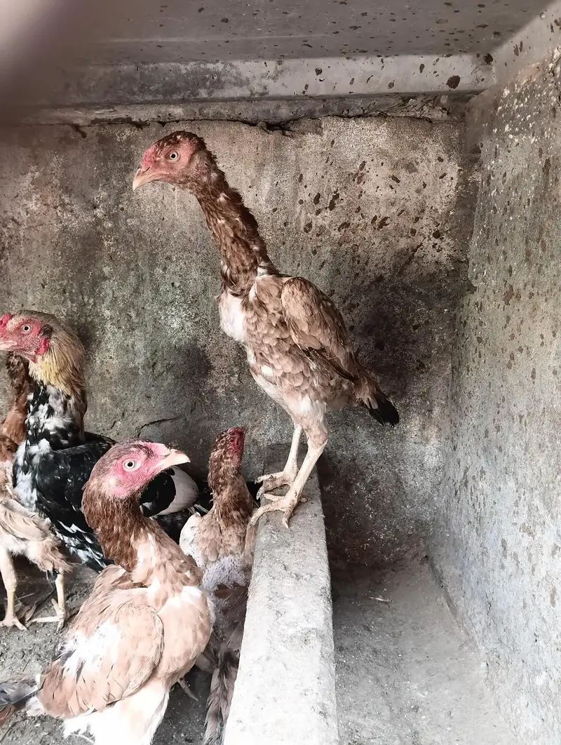 Aseel Hens Home Breed — photo 3