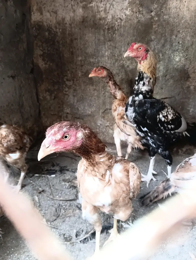 Aseel Hens Home Breed — photo 4