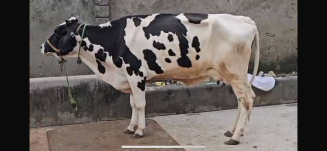 HF mix  Cow with 1 year female