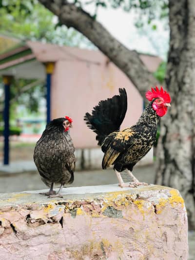 English Game Zero saiz pair For sale Chakwal City