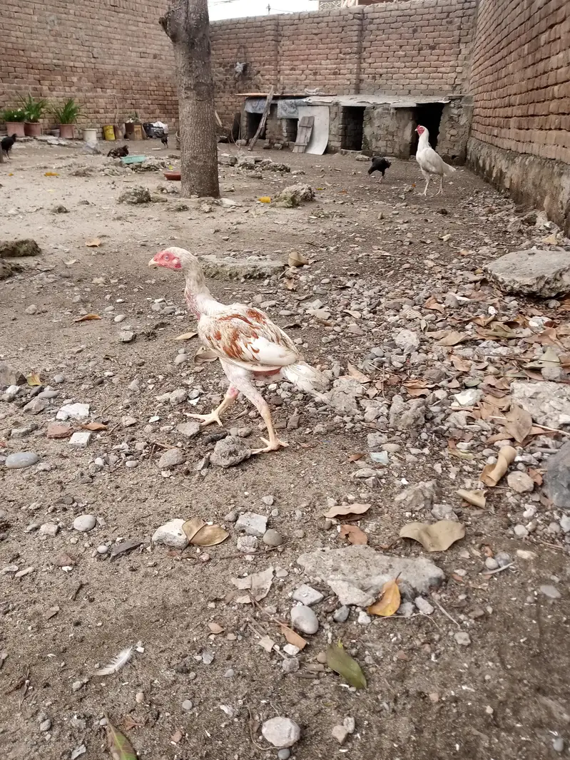 aseel sindhi — photo 2