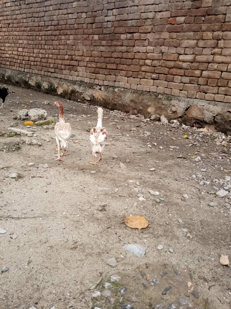 aseel sindhi 4