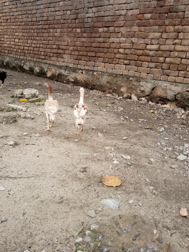 aseel sindhi — photo 5