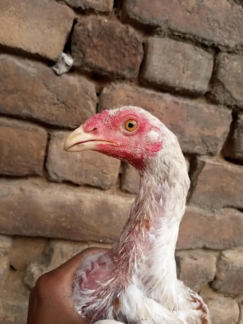aseel sindhi — photo 6