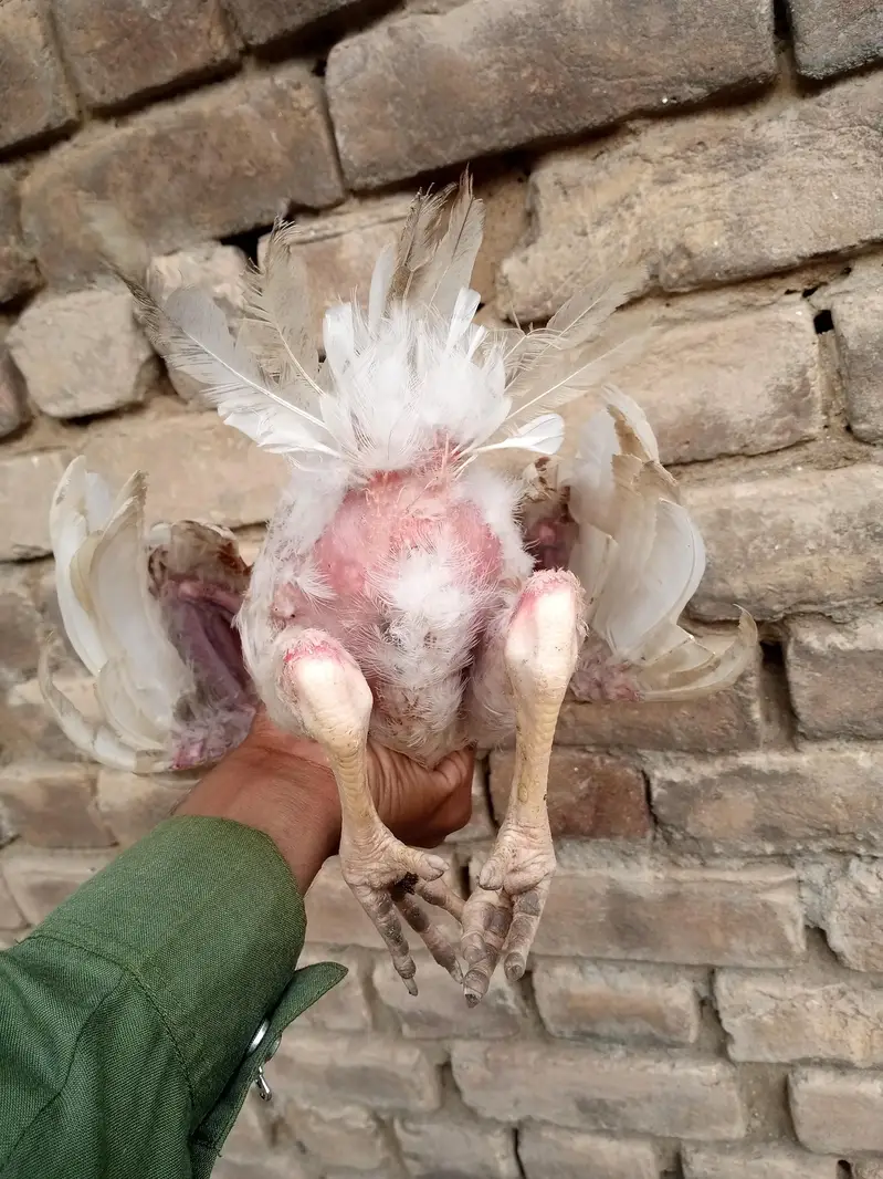 aseel sindhi — photo 7