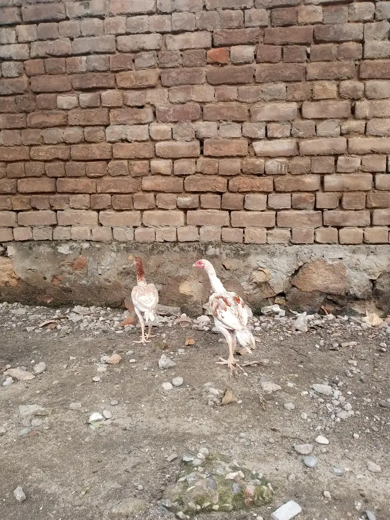 aseel sindhi — photo 8
