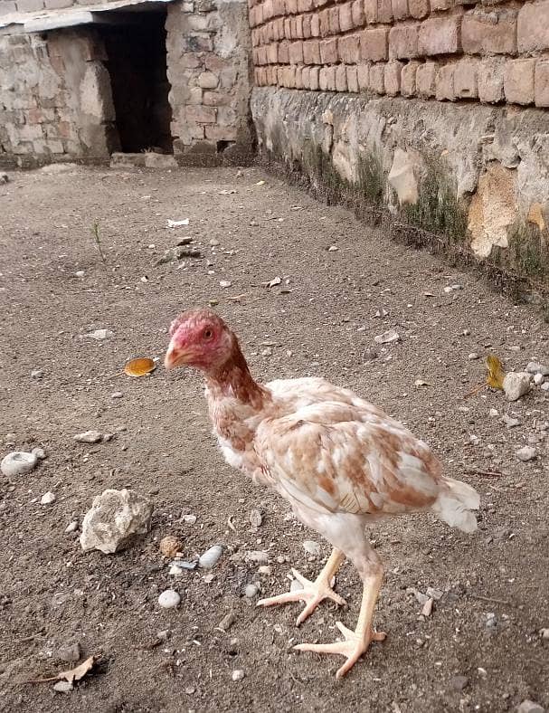 aseel sindhi 8