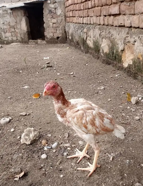 aseel sindhi — photo 9