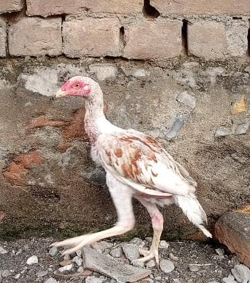 aseel sindhi 9