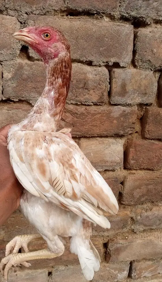 aseel sindhi — photo 12