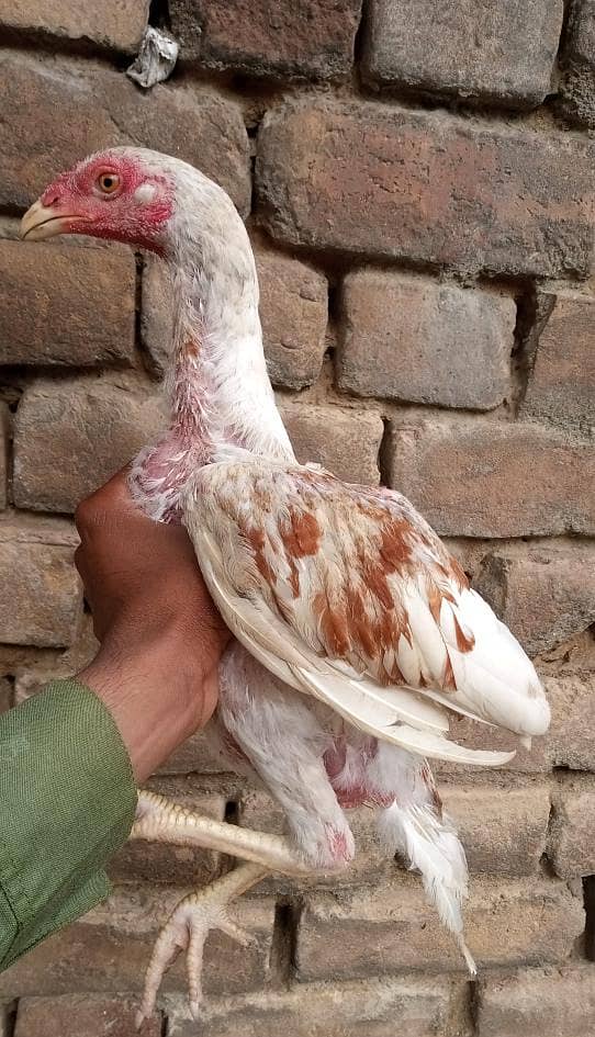 aseel sindhi 14