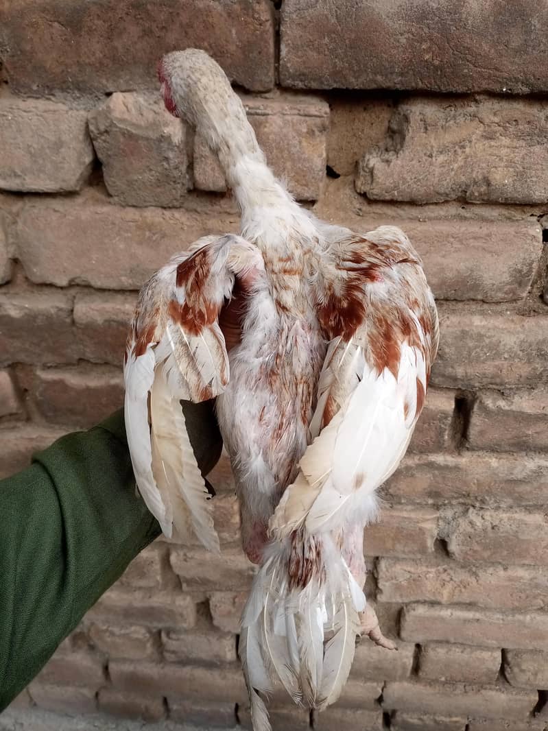 aseel sindhi 16