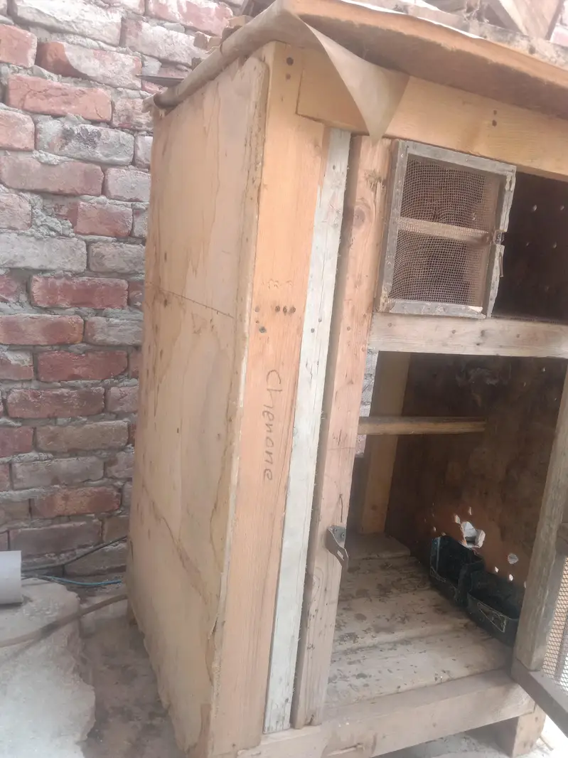 Cage for Aseel chicks 03234424504 Ahmed — photo 6
