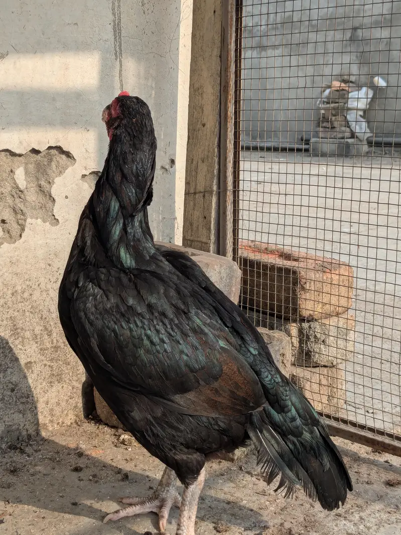 Mianwali aseel — photo 3
