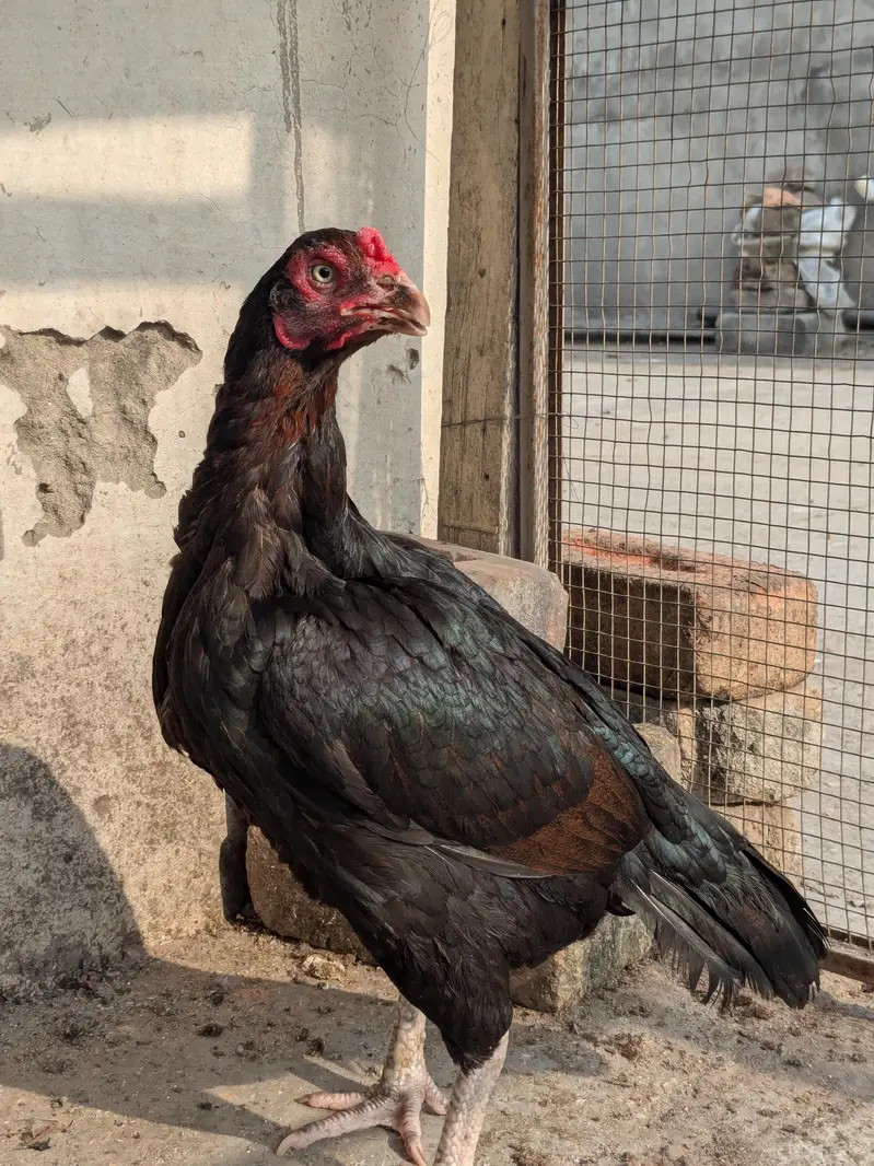 Mianwali aseel — photo 4