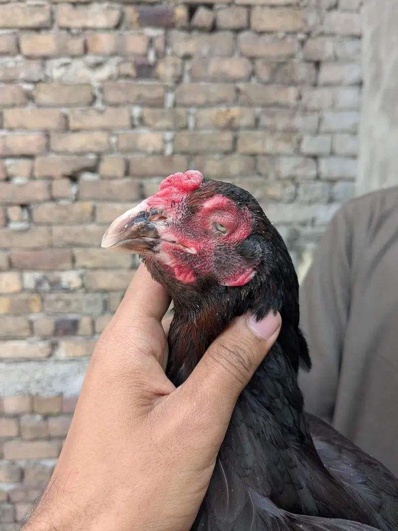 Mianwali aseel — photo 5