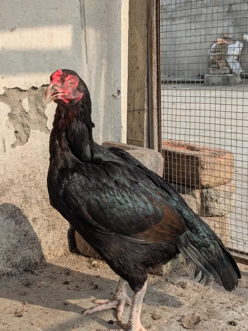 Mianwali aseel — photo 7