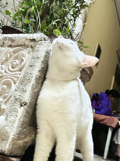 Pair persian cats male ocean blue eyes and female odd eyes