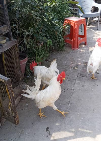 white murgay