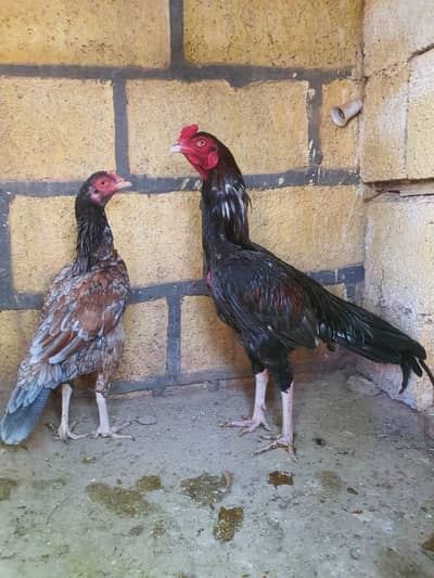 Saleta Aseel Pair high quality