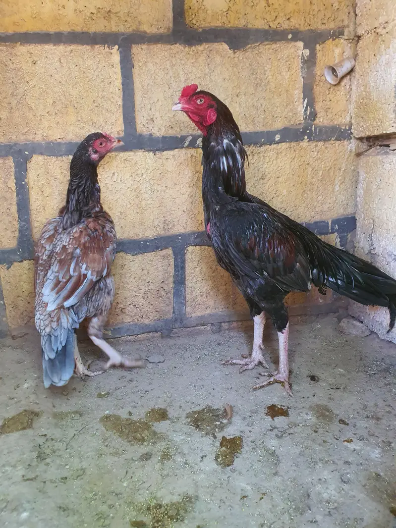 Saleta Aseel Pair high quality — photo 2