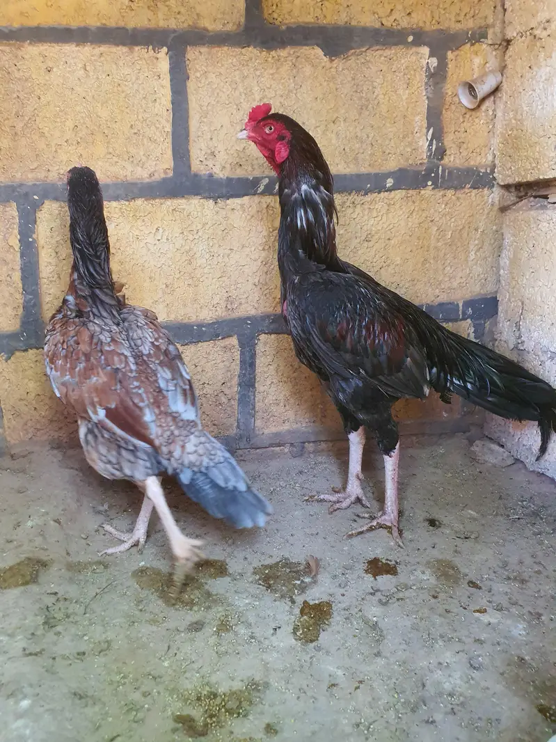 Saleta Aseel Pair high quality — photo 3