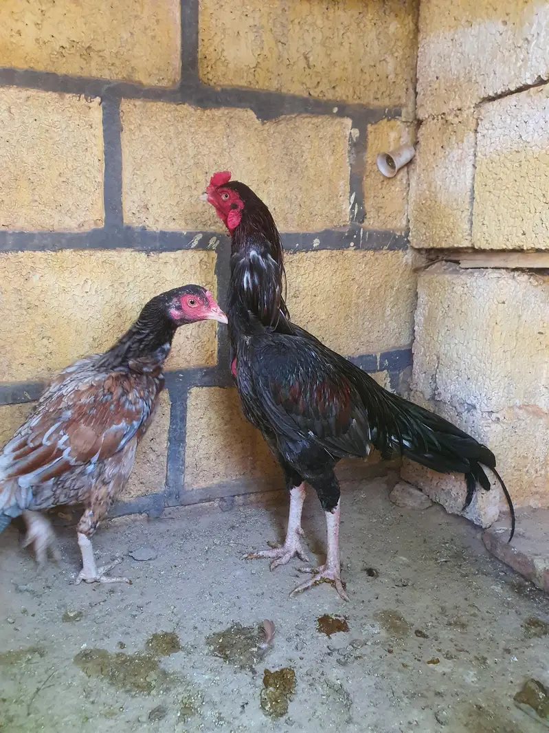 Saleta Aseel Pair high quality — photo 4