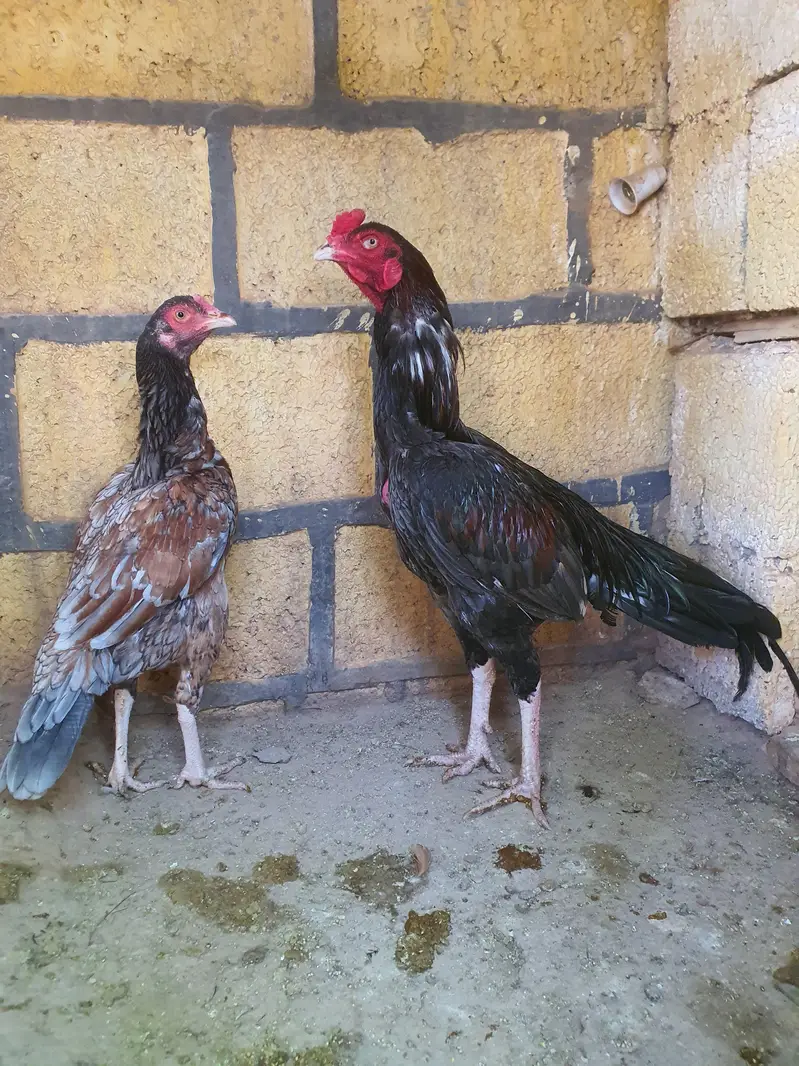 Saleta Aseel Pair high quality — photo 6