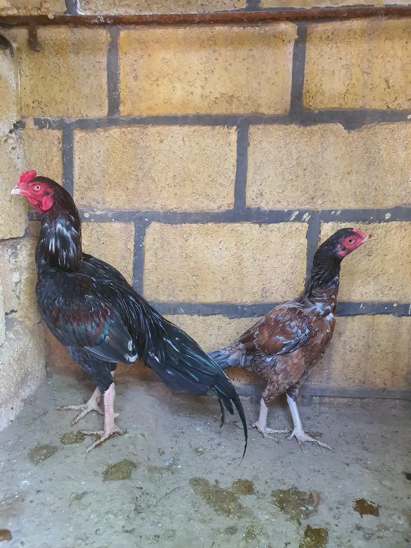 Saleta Aseel Pair high quality — photo 7