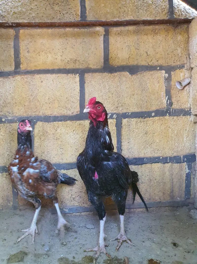 Saleta Aseel Pair high quality — photo 9
