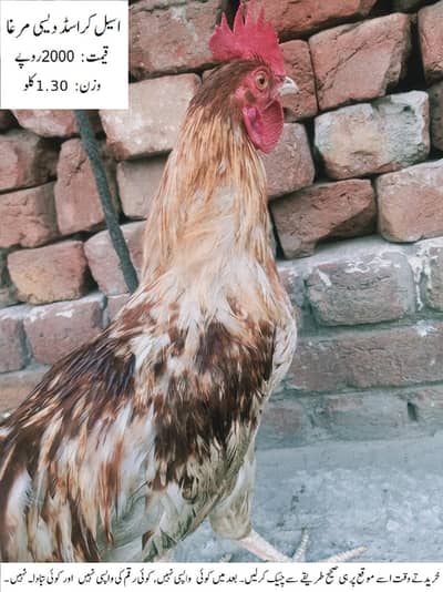Aseel Crossed Desi Cock (Rooster) (Aseel Crossed Desi Murgha)