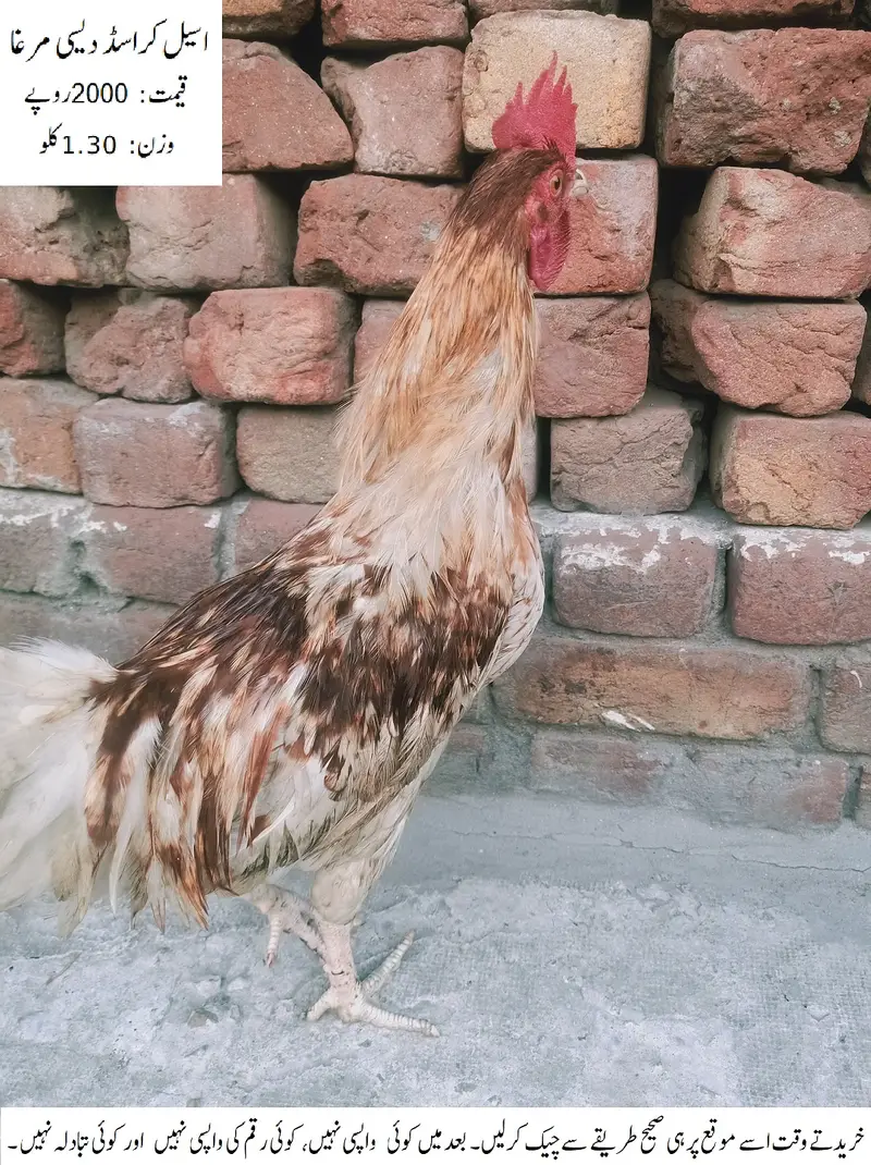 Aseel Crossed Desi Cock (Rooster) (Aseel Crossed Desi Murgha) — photo 3