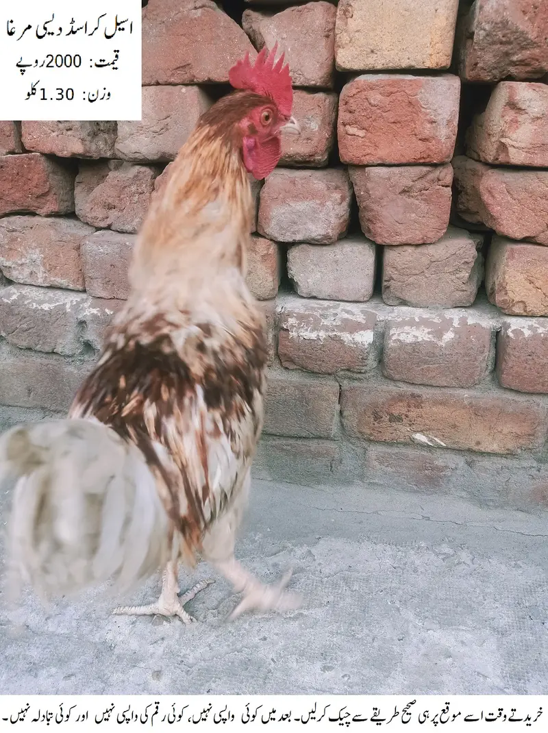 Aseel Crossed Desi Cock (Rooster) (Aseel Crossed Desi Murgha) — photo 4