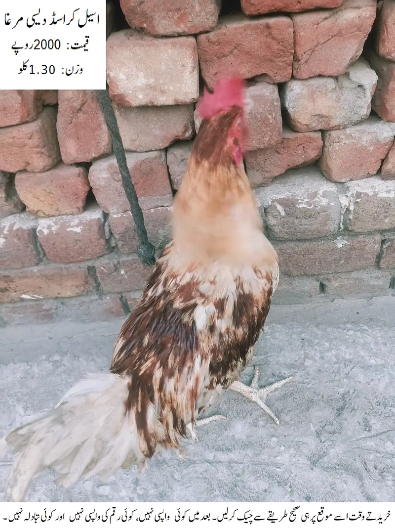 Aseel Crossed Desi Cock (Rooster) (Aseel Crossed Desi Murgha) — photo 5
