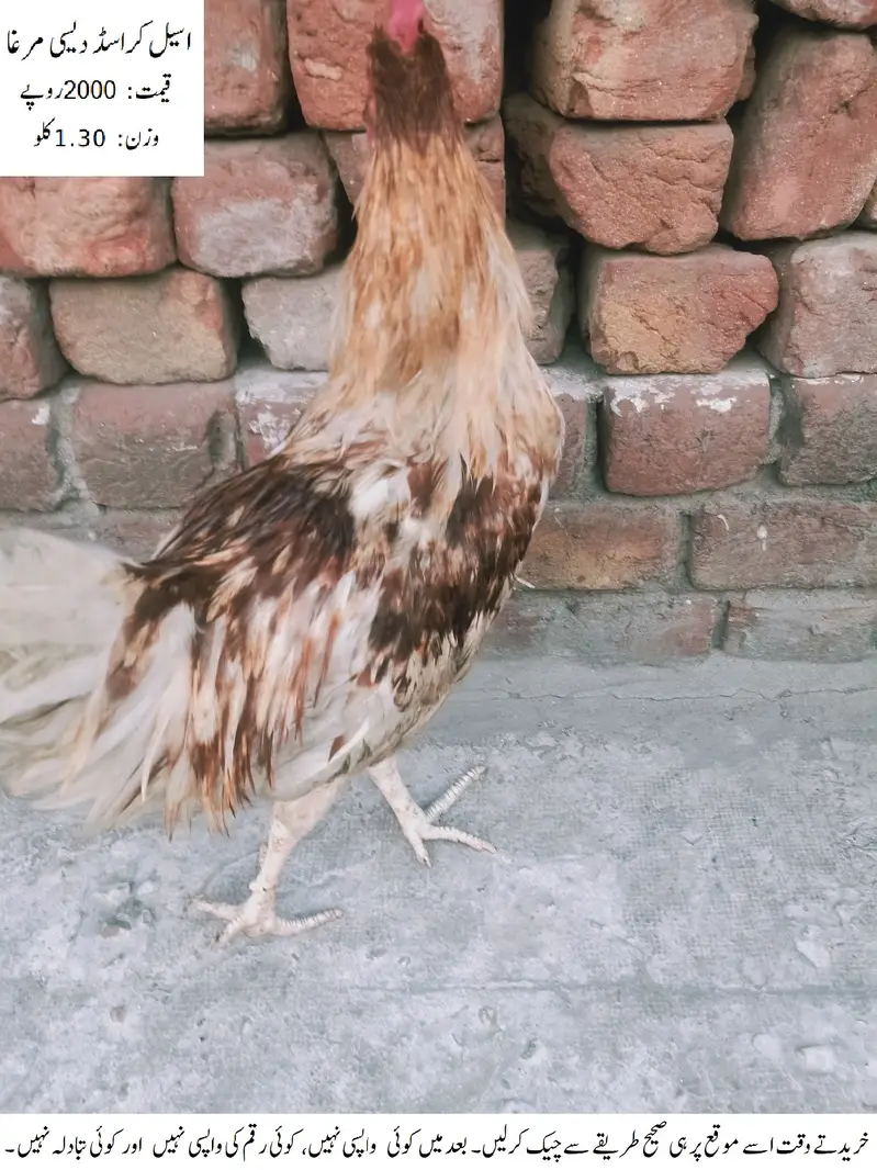 Aseel Crossed Desi Cock (Rooster) (Aseel Crossed Desi Murgha) — photo 6