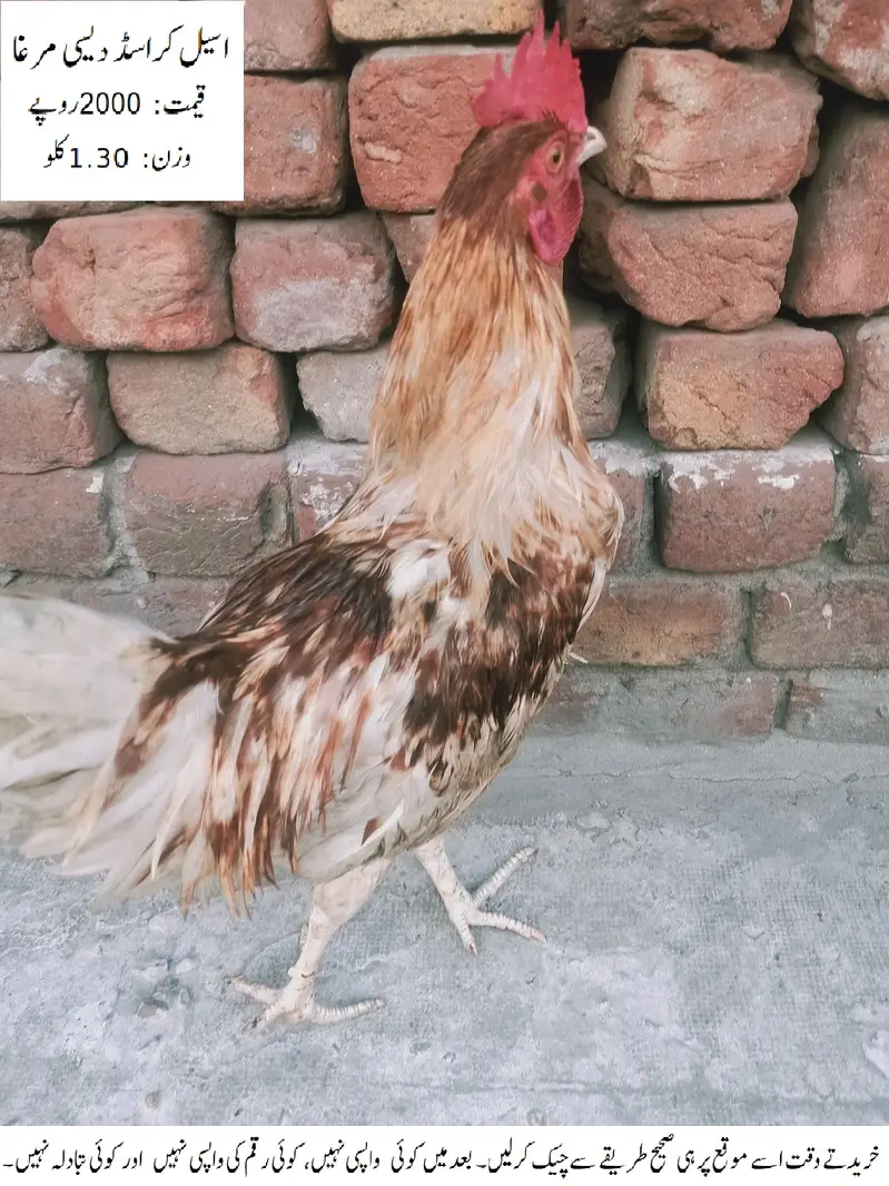 Aseel Crossed Desi Cock (Rooster) (Aseel Crossed Desi Murgha) — photo 7