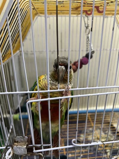Pineapple conure male hand tame talking mithu kiwi billi ki awaz