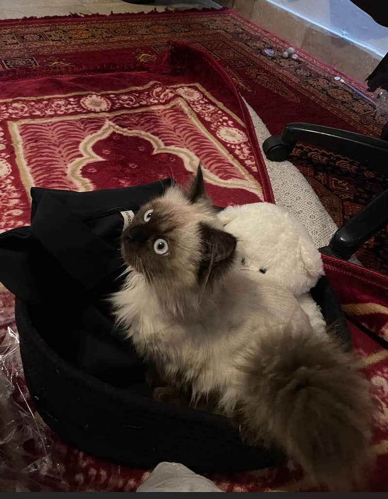 Siamese 0