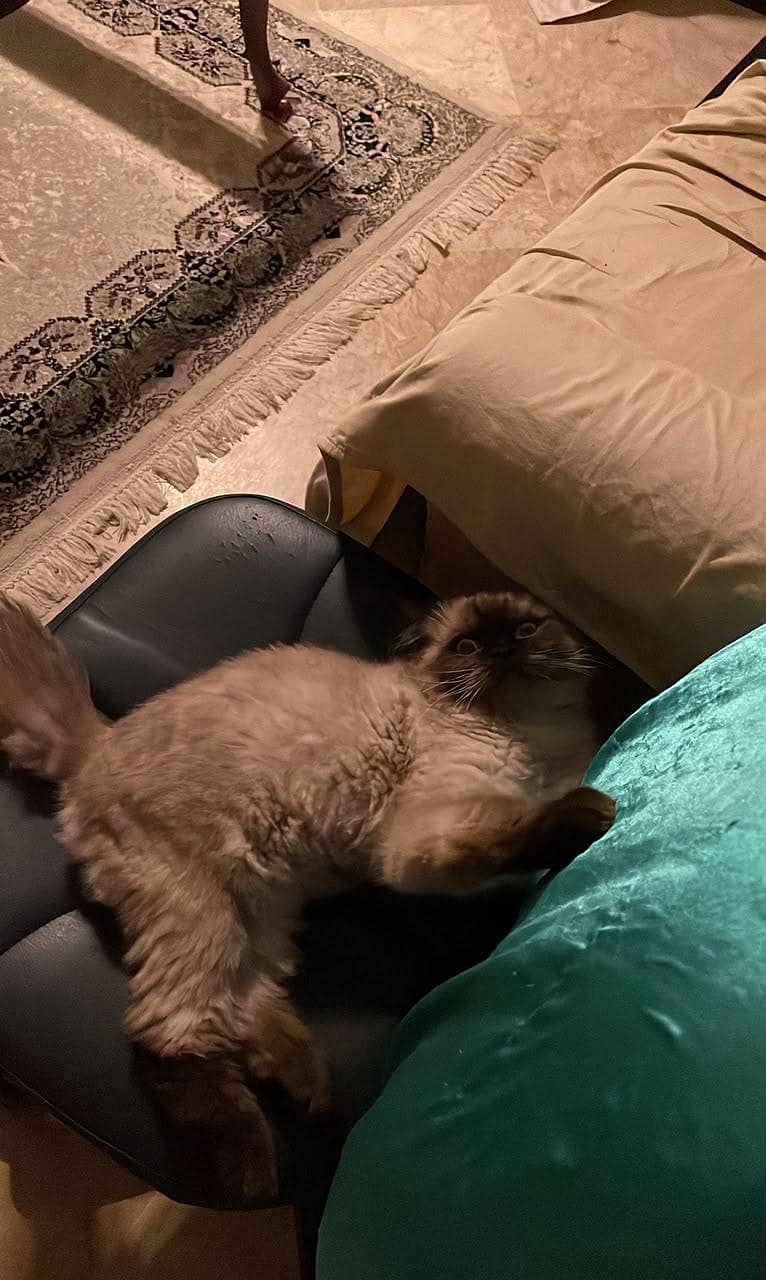 Siamese 1
