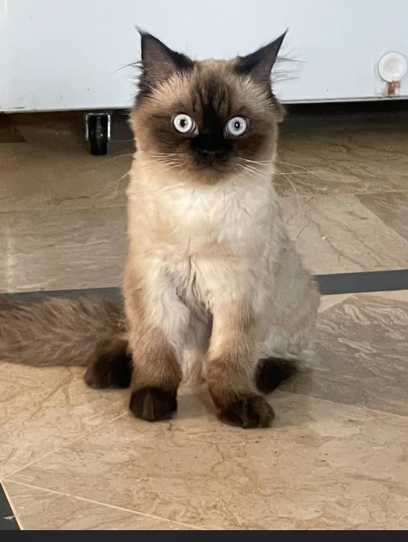 Siamese 2