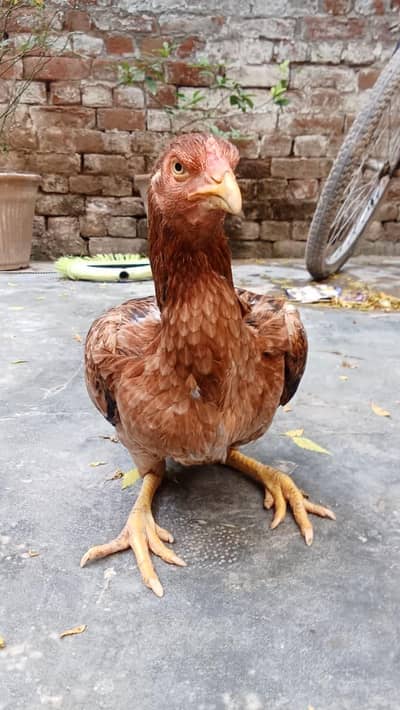 assel murgi weight 2 kg or above for sale location qila ahmad abad ha