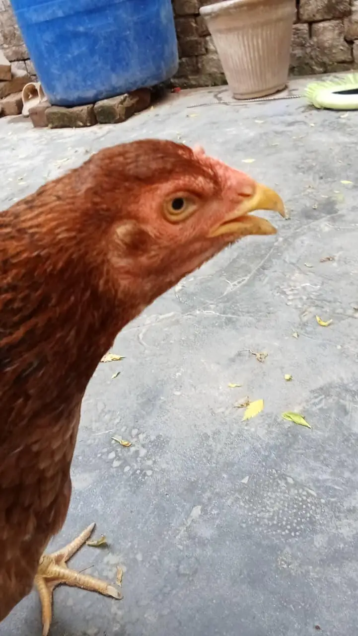 assel murgi weight 2 kg or above for sale location qila ahmad abad ha — photo 2