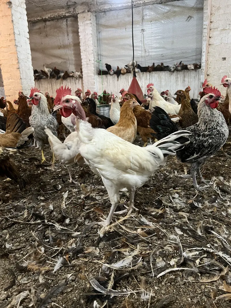 Golden desi murgi murga — photo 2