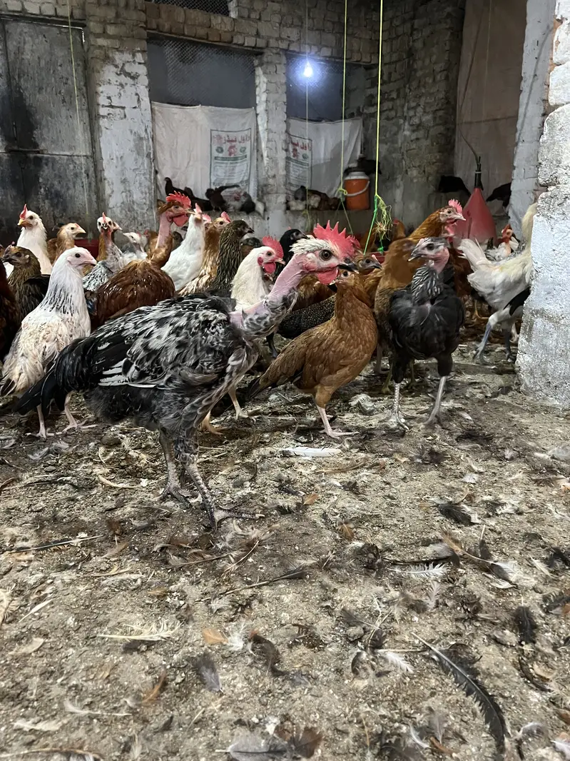 Golden desi murgi murga — photo 4