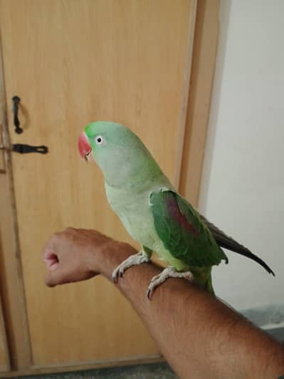 Raw female for sale