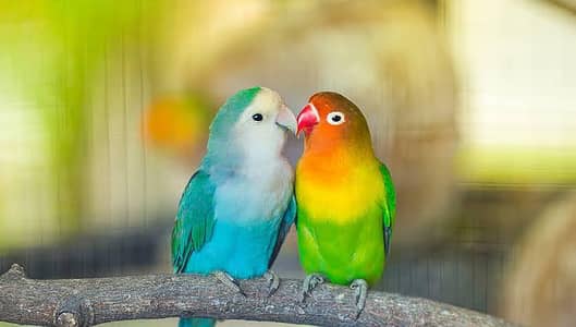 Love birds for sale (5 parrots, 2 pairs), with cage, with accessories.